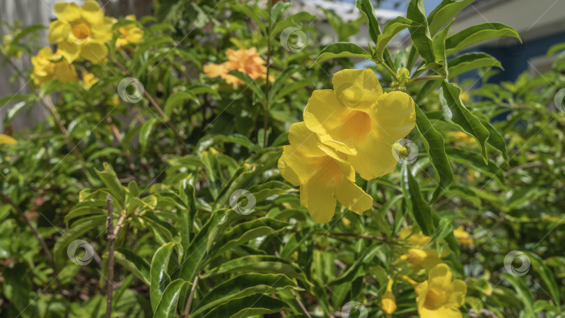 Скачать Ярко-желтые тропические цветы allamanda cathartica, золотистая труба фотосток Ozero