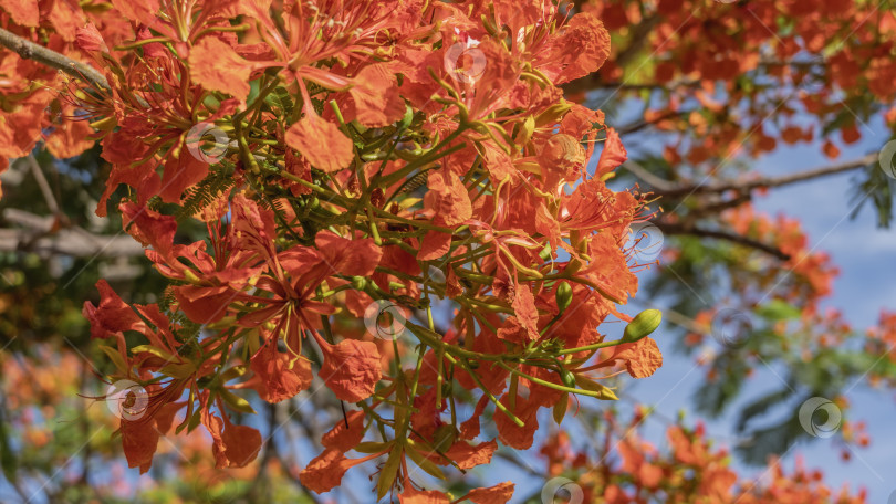 Скачать Красивое цветущее тропическое дерево Delonix regia, пышное. фотосток Ozero