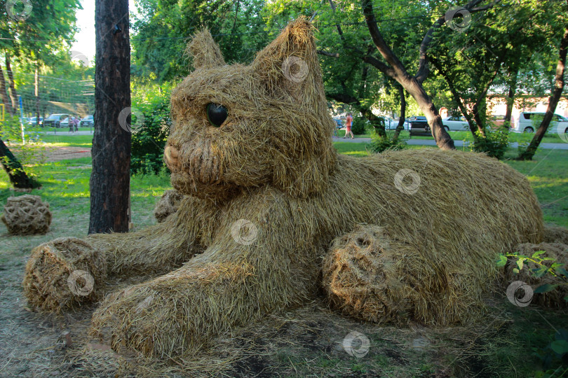 Скачать Кошка фотосток Ozero