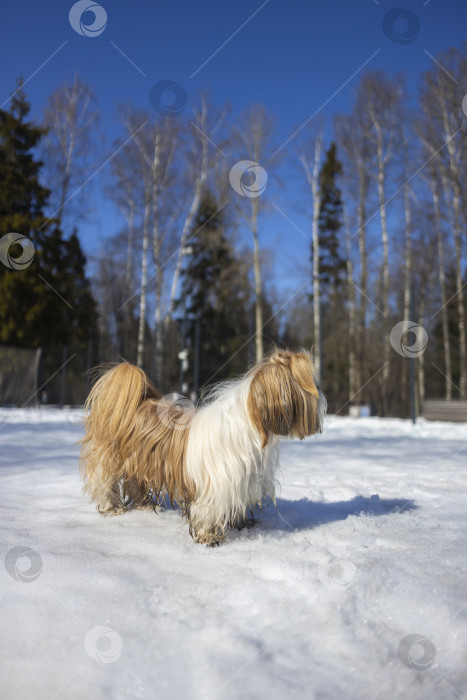 Скачать собака породы ши-тцу фотосток Ozero