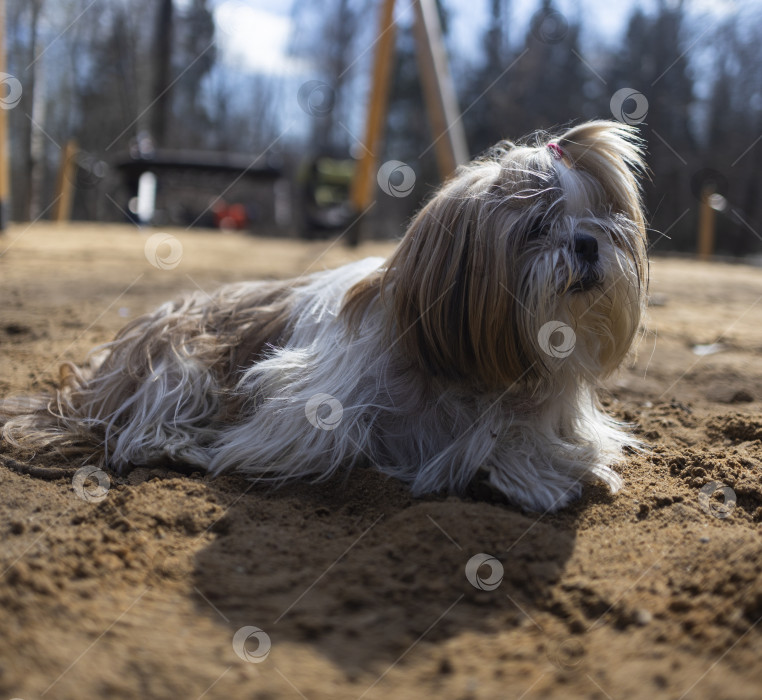 Скачать собака ши тцу фотосток Ozero