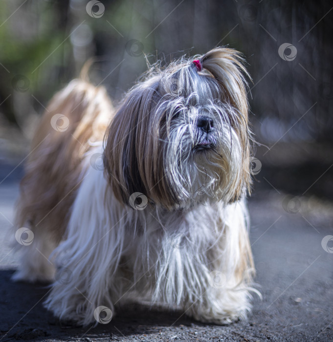 Скачать прогулки с собакой ши-тцу фотосток Ozero