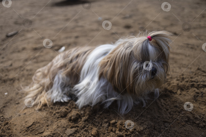 Скачать собака ши тцу гуляет фотосток Ozero