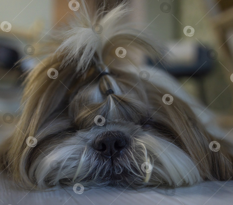Скачать собака ши тцу фотосток Ozero