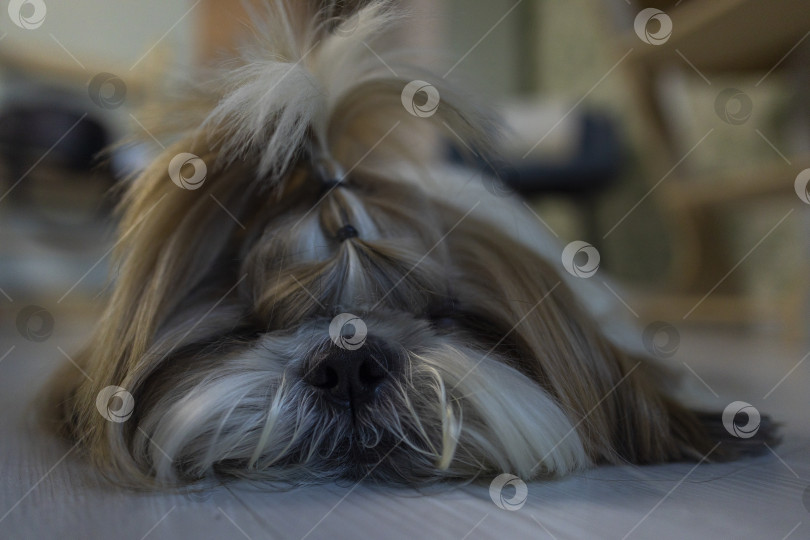 Скачать собака ши тцу фотосток Ozero