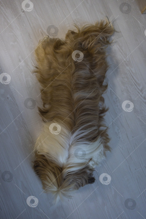 Скачать собака ши тцу лежит фотосток Ozero