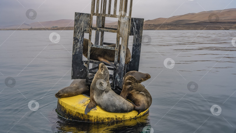 Скачать Дикие морские котики отдыхают на навигационном буйке в океане. фотосток Ozero