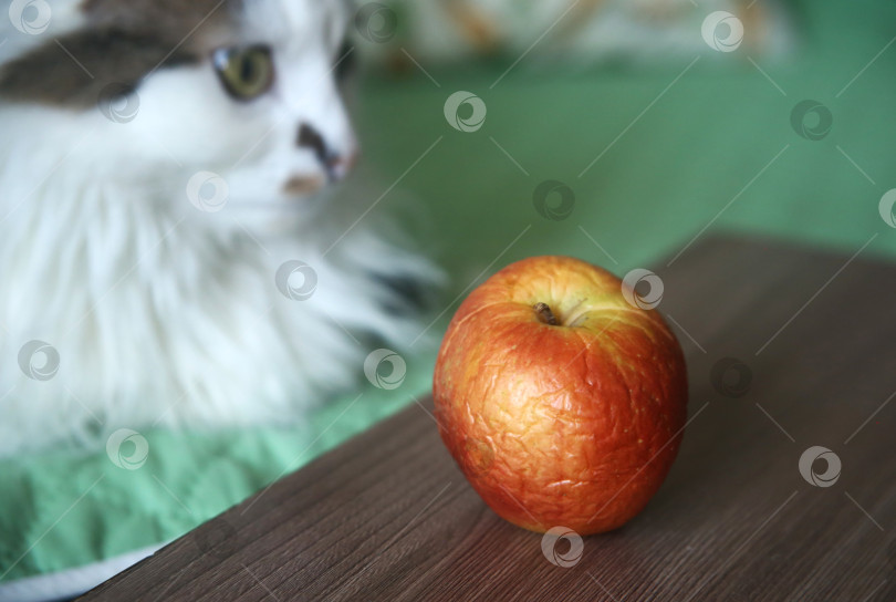 Скачать Милый белый кот рядом с яблоком фотосток Ozero