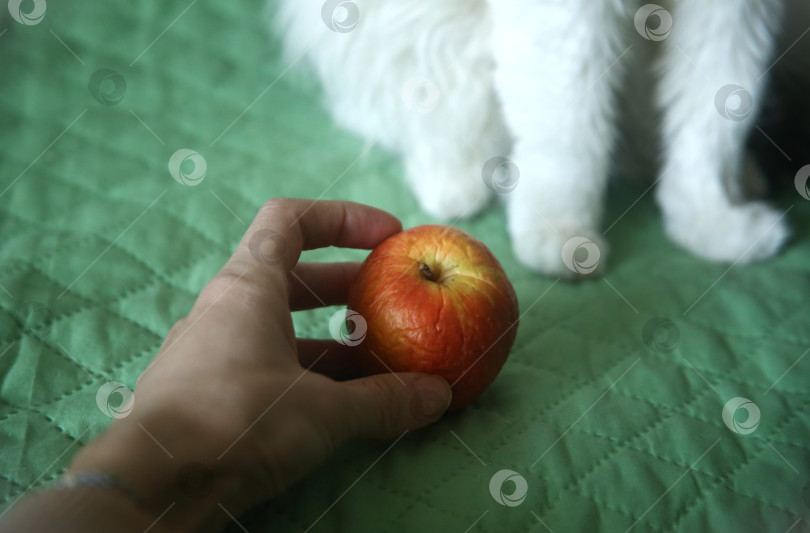 Скачать Рука со сморщенным яблоком рядом фотосток Ozero