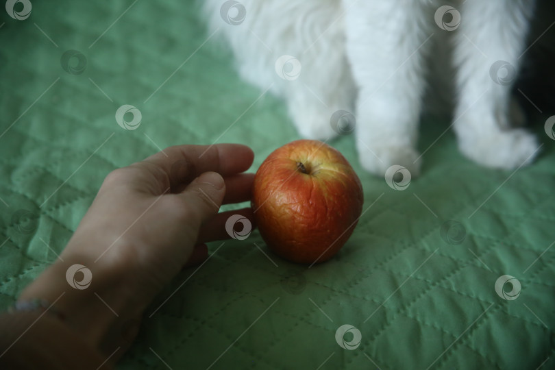 Скачать Рука рядом со сморщенным яблоком фотосток Ozero