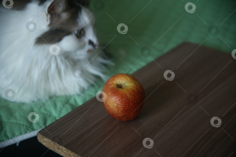 Скачать Черно-белый кот рядом со сморщенным яблоком фотосток Ozero