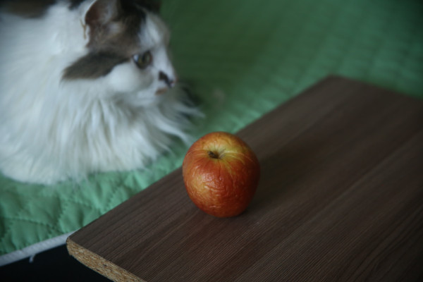 [object Object] undefined