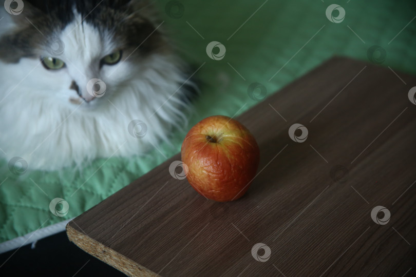 Скачать Белый кот рядом со сморщенным яблоком на столе фотосток Ozero