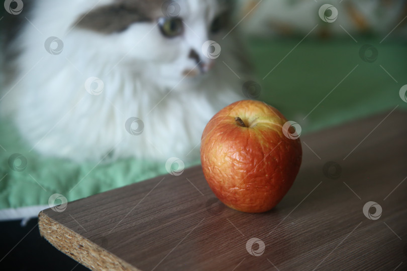 Скачать Красное сморщенное яблоко и кот фотосток Ozero