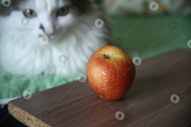Скачать Красное сморщенное яблоко и кот фотосток Ozero