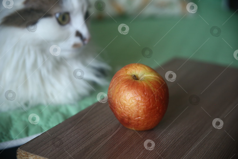 Скачать Красное сморщенное яблоко крупным планом и кот фотосток Ozero