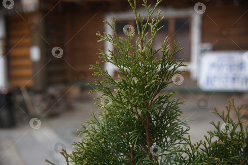 Скачать Зеленая туя хвойный кустарник фотосток Ozero