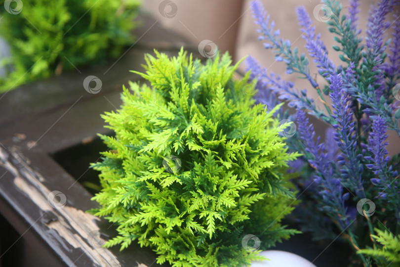 Скачать Красивые цветы и зеленый куст фотосток Ozero