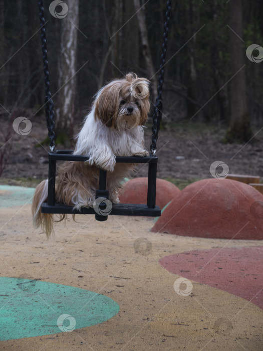 Скачать собака ши-тцу фотосток Ozero