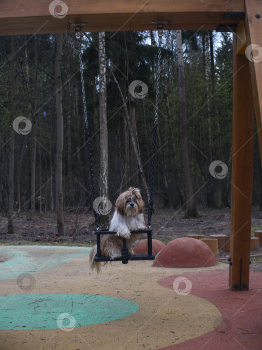 Скачать собака ши-тцу фотосток Ozero