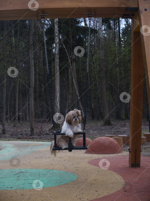 Скачать собака ши-тцу фотосток Ozero
