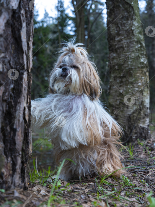 Скачать собака ши-тцу стоит фотосток Ozero