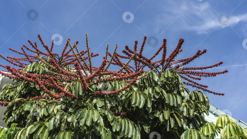 Скачать Необычное экзотическое тропическое растение schefflera actinophylla, осьминожье дерево. фотосток Ozero