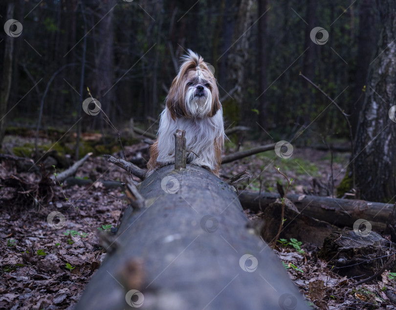 Скачать собака ши тцу фотосток Ozero