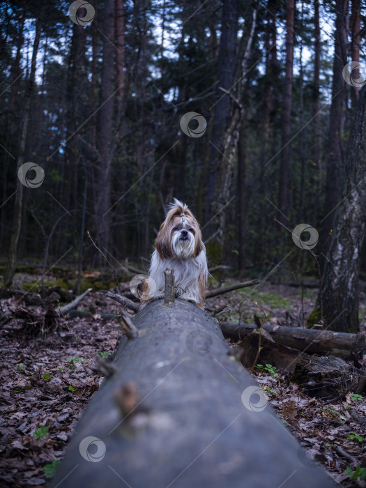 Скачать собака ши тцу фотосток Ozero