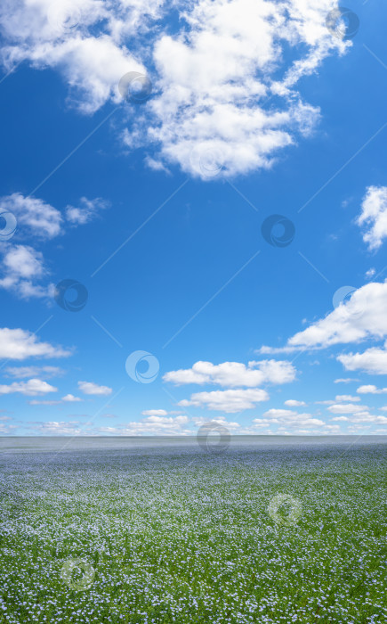 Скачать Поле льна, цветущего голубыми цветами, под голубым небом с белыми перистыми облаками фотосток Ozero