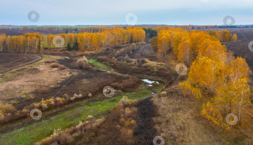 Скачать Аэрофотоснимок осенней природы: высохшая река, окруженная желтыми осенними деревьями во время листопада фотосток Ozero