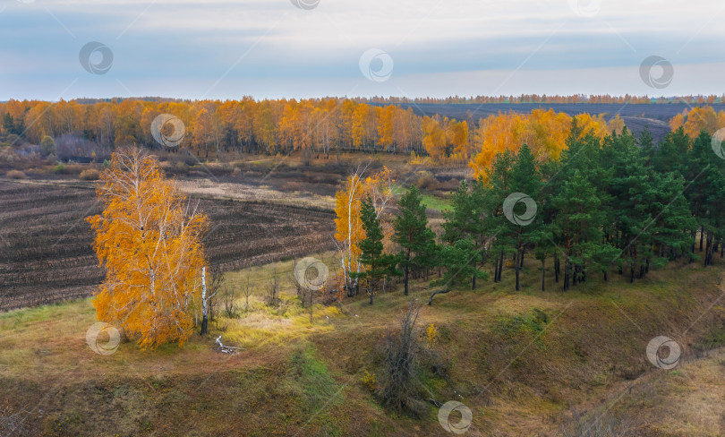 Скачать Серия фотографий осенней природы, вспаханных полей, окруженных желтыми осенними деревьями во время листопада фотосток Ozero