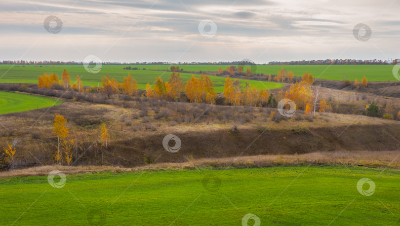 Скачать Серия фотографий осенней природы, зеленых полей с зимними всходами, окруженных желтыми осенними деревьями во время листопада фотосток Ozero