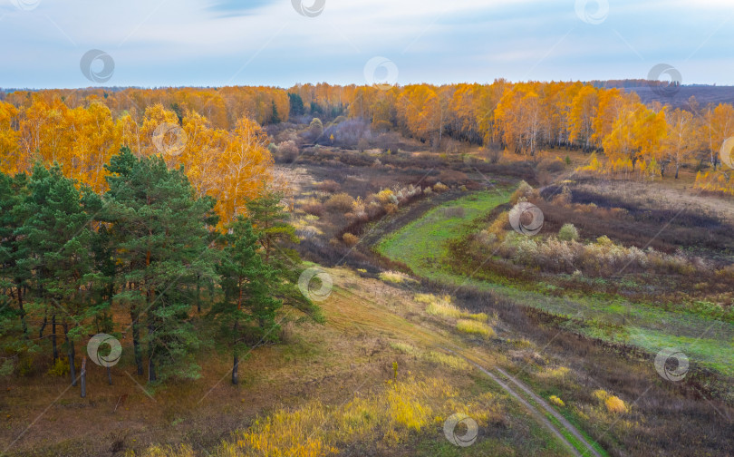 Скачать Аэрофотоснимок осенней природы: высохшая река, окруженная желтыми осенними деревьями во время листопада фотосток Ozero