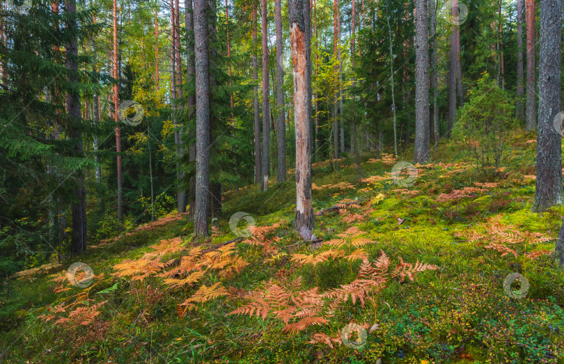 Скачать Осень в еловом лесу среди вечнозеленых хвойных деревьев желтая и оранжевая листва папоротника фотосток Ozero