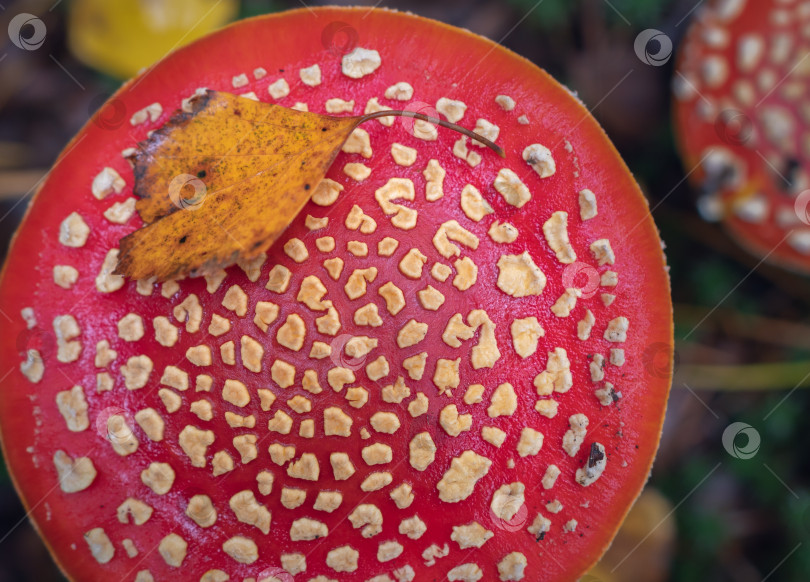 Скачать Шляпка гриба мухомора с лежащим на ней осенним листом фотосток Ozero