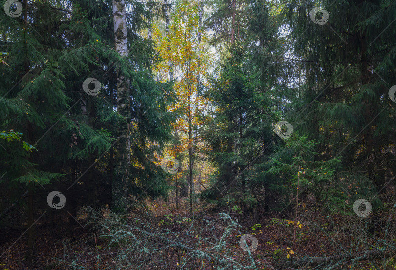 Скачать Осень в густом еловом лесу фотосток Ozero