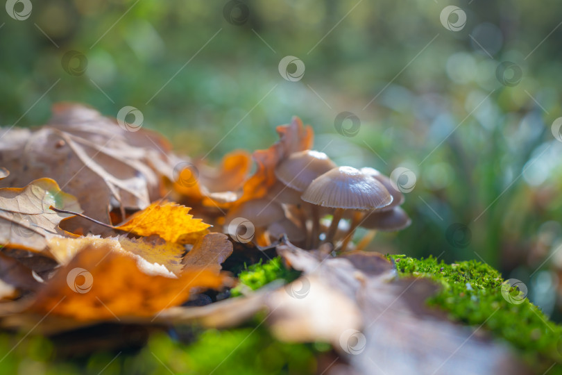 Скачать Опавшие осенние листья и грибы, растущие на покрытом мхом пне в осеннем лесу фотосток Ozero