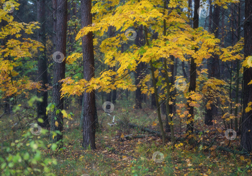Скачать Красивый осенний лес во время листопада фотосток Ozero