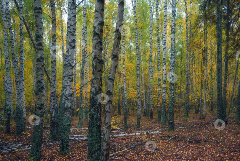 Скачать Стволы деревьев в осеннем лесу фотосток Ozero