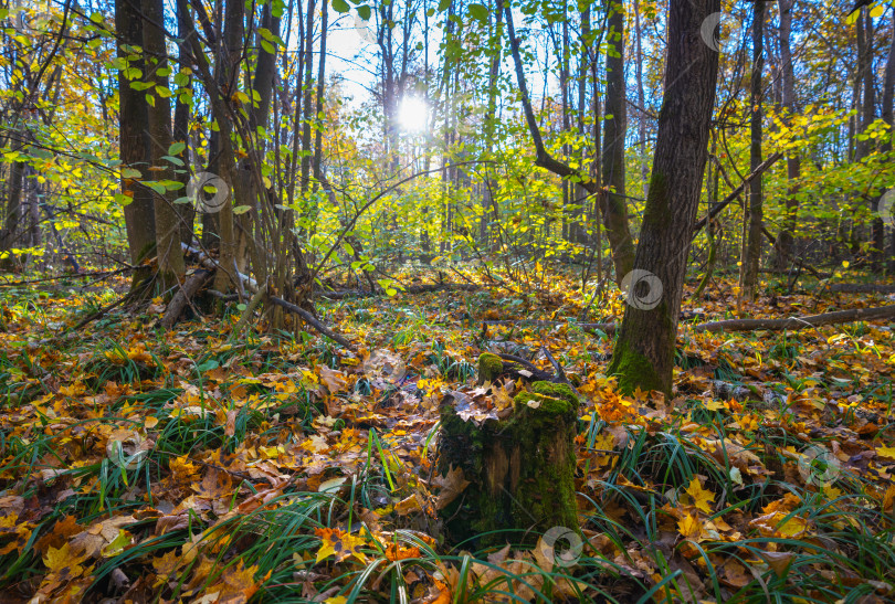 Скачать Покрытый мхом пень на фоне осеннего леса, освещенного утренним солнцем фотосток Ozero