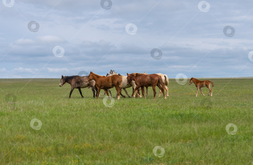 Скачать Табун лошадей пасется на зеленом лугу на фоне голубого неба фотосток Ozero