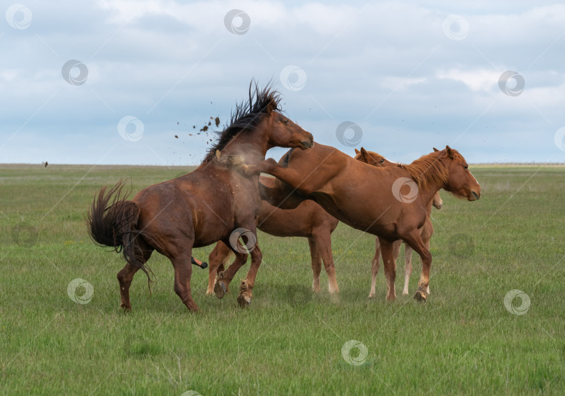 Скачать Любовные игры лошадей перед спариванием, самка бьет задними копытами приставучего самца фотосток Ozero