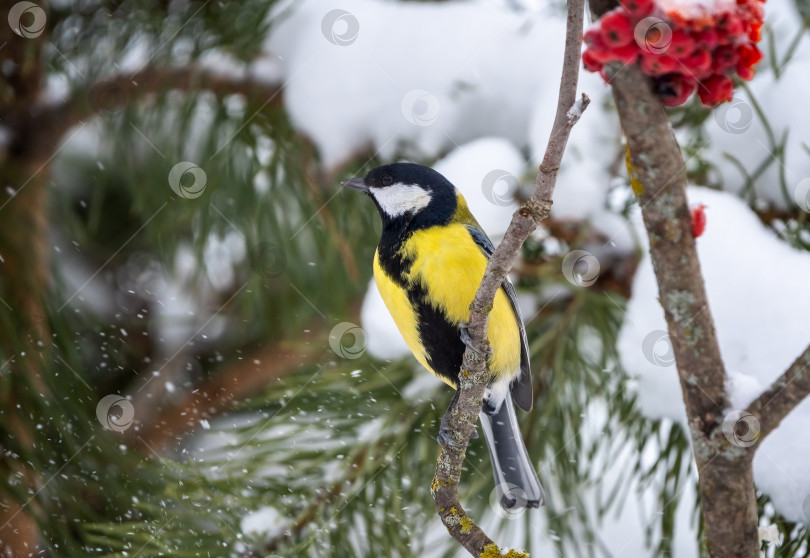 Скачать Большая синица, Parus major, сидит на ветке сосны морозным зимним утром фотосток Ozero