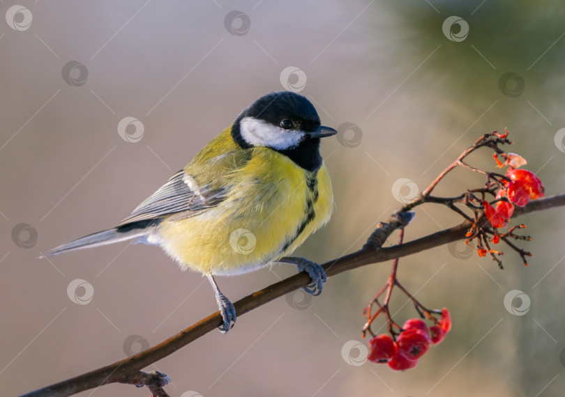 Скачать Большая синица, Parus major, сидит на ветке красной рябины морозным зимним утром фотосток Ozero