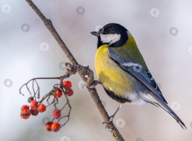 Скачать Большая синица, Parus major, сидит на ветке красной рябины морозным зимним утром фотосток Ozero