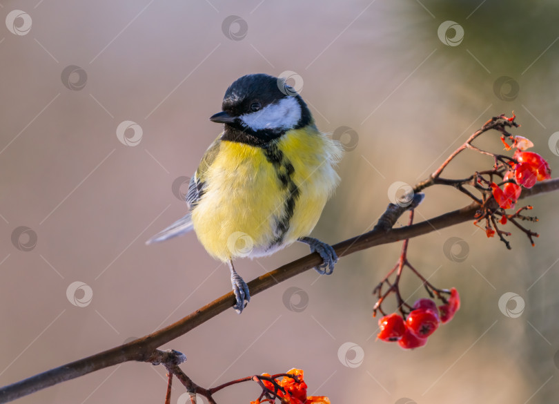 Скачать Большая синица, Parus major, сидит на ветке красной рябины морозным зимним утром фотосток Ozero