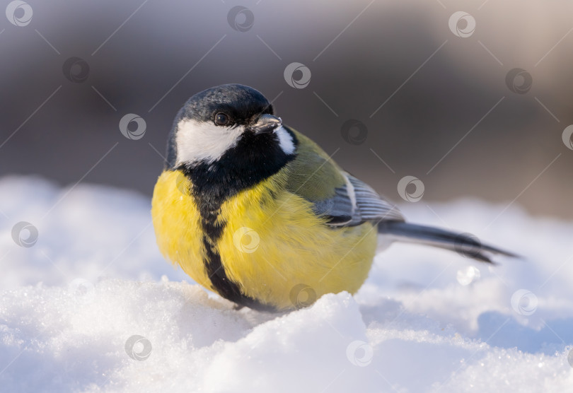 Скачать Большая синица, Parus major, прыгает по глубокому снегу морозным зимним утром в поисках пищи фотосток Ozero