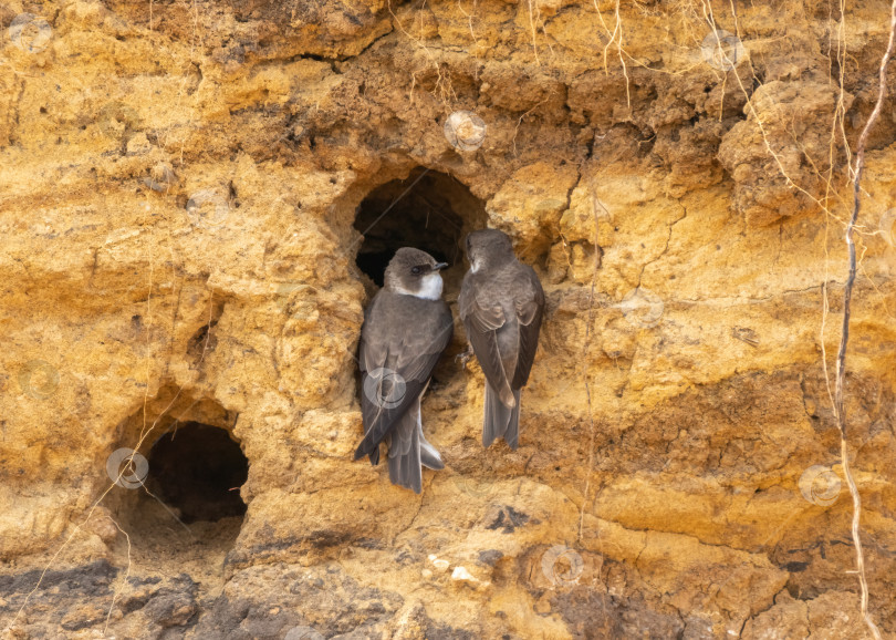 Скачать Птицы черные стрижи обыкновенный стриж обустраивают норы, вырытые в крутом песчаном обрыве фотосток Ozero
