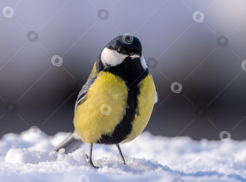 Скачать Большая синица, Parus major, прыгает по глубокому снегу морозным зимним утром в поисках пищи фотосток Ozero